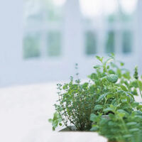 画像1762：デタージェント